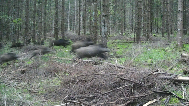 Eine Gruppe von Wildschweinen, die durch einen Wald mit Gras, Pflanzen und Bäumen im Hintergrund läuft.
