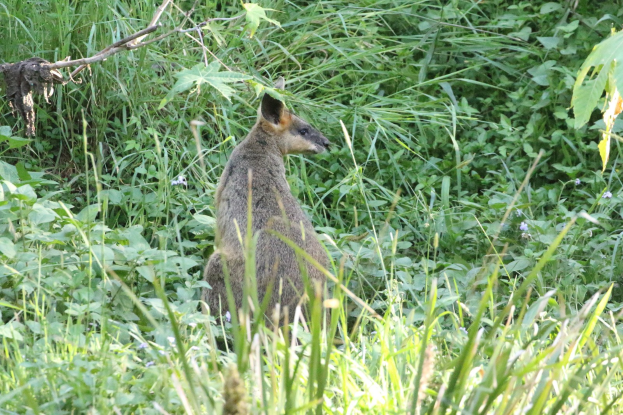 Ein Wallaby mit braun-schwarzem Fell steht wachsam im Gras bei Pflanzen, seine Ohren sind gespitzt.
