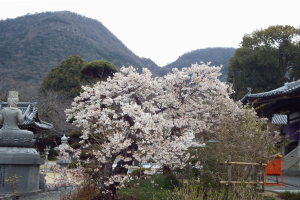 Ein japanischer Kirschblütenbaum in einem Park, mit einer Statue links, Häusern rechts und Bergen im Hintergrund unter einem klaren blauen Himmel.