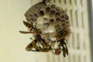 Ein Wespennest mit umschwirrenden Honigbienen vor einem unscharfen Hintergrund.