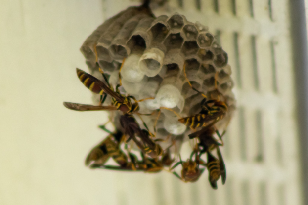 Ein Wespennest mit umschwirrenden Honigbienen vor einem unscharfen Hintergrund.