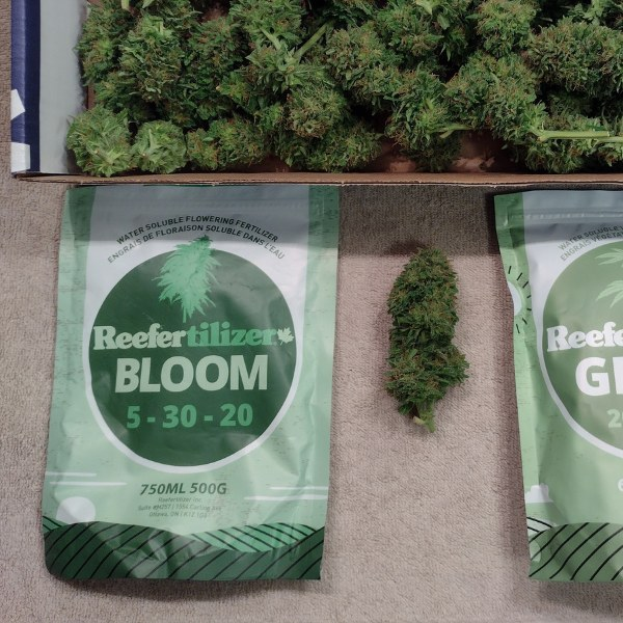 Zwei Packungen Reefertilizer Bloom 5-30-20 Hanfsamen auf einem Tisch neben einer Schachtel Cannabisblüten.