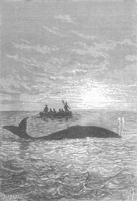 Schwarz-weiß-Illustration eines Buckelwals, der im Meer schwimmt, mit einem Boot im Hintergrund, das mit Menschen gefüllt ist und unten mit "Buckelwal von William Hogarth" beschriftet ist.
