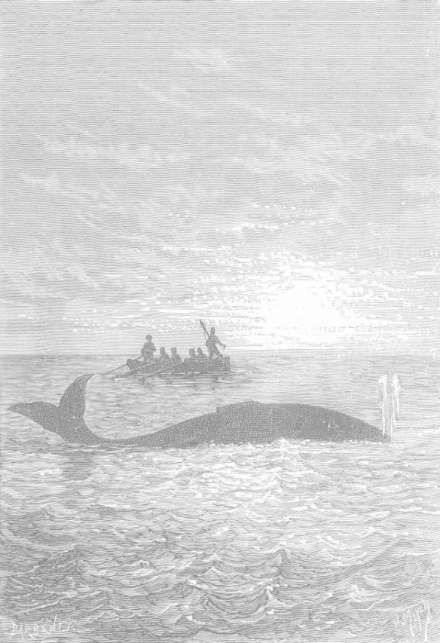 Schwarz-weiß-Illustration eines Buckelwals, der im Meer schwimmt, mit einem Boot im Hintergrund, das mit Menschen gefüllt ist und unten mit "Buckelwal von William Hogarth" beschriftet ist.