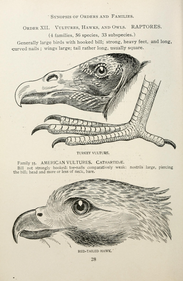 Ein Buchumschlag mit einem Adler mit ausgebreiteten Flügeln und offenem Schnabel und einem Raubvogel mit ausgestreckten Klauen, mit der Aufschrift "Adler".