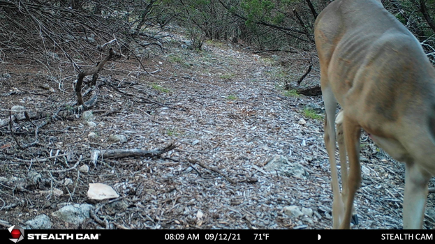 Ein Reh, das auf einem Schotterweg durch einen bewaldeten Bereich läuft, umgeben von Steinen, Zweigen und Bäumen, mit Text am unteren Rand, der 'Stealth Cam - Rehjagd in Texas' lautet.