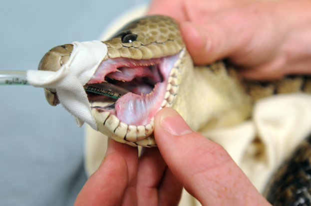 Eine Person hält eine Reticulatus-Python mit offenem Mund und einem Verband darum, mit einem unscharfen Hintergrund.